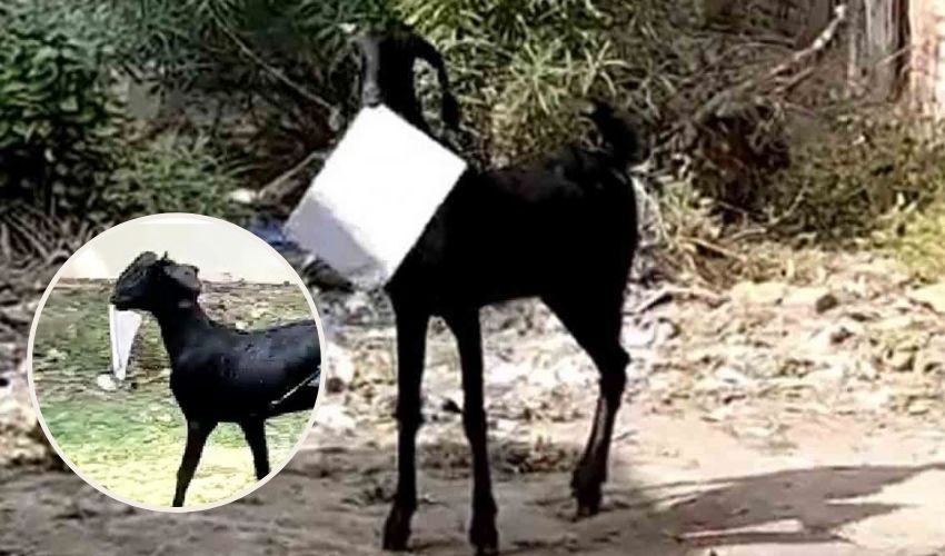 Man Runs After Goat As It Escapes With Office Files