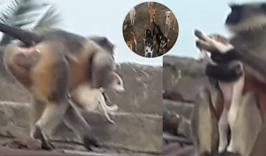 Monkeys Kill Dogs