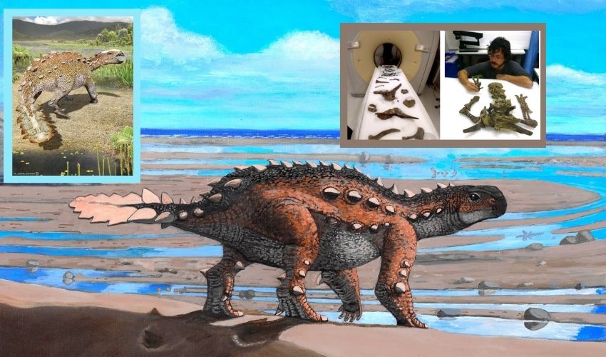 New Type Of Dinosaur Stegouros Elengassen Found