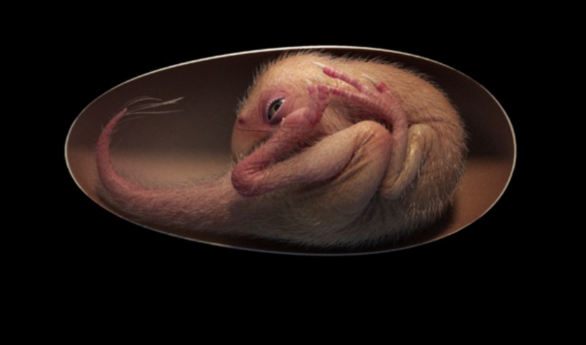 Perfectly Preserved, ‘extremely Rare’ Dinosaur Embryo In Egg Found In China (1)