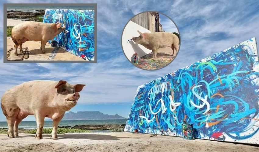 Pigcasso The Piggy Painter (2)