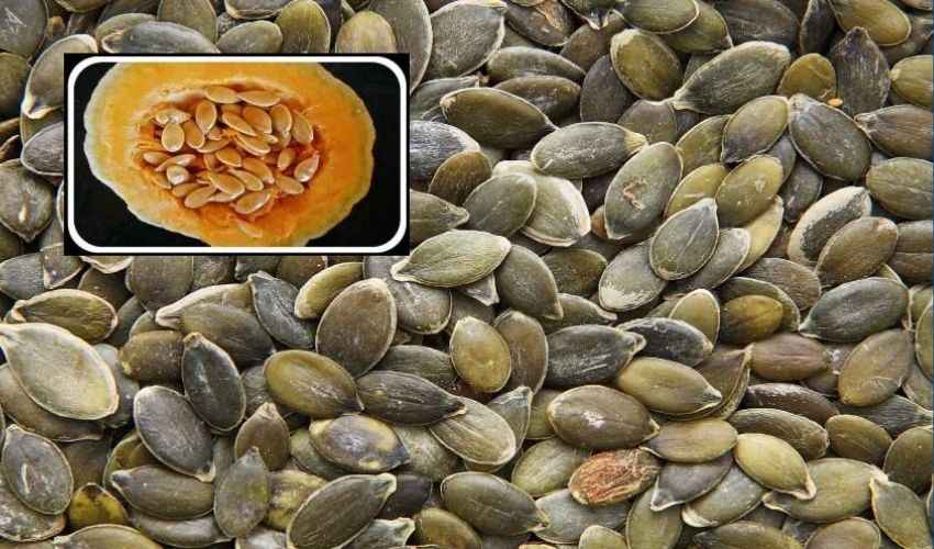 Pumpkin Seeds : గుమ్మడి గింజలు తింటే కలిగే ప్రయోజనాలు.. సమస్యలు Pumpkin Seeds : గుమ్మడి గింజలు తింటే కలిగే ప్రయోజనాలు.. సమస్యలు