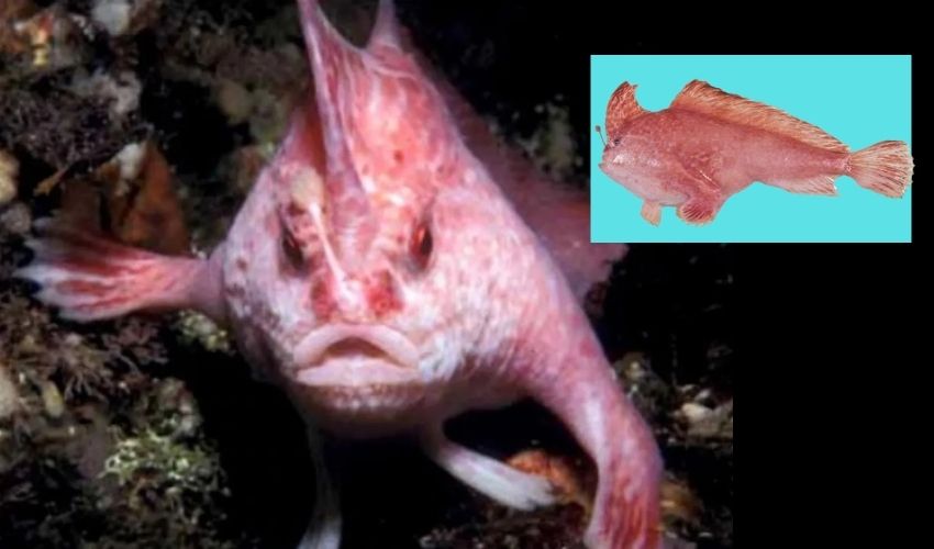Rare Pink Hand Fish Spotted In Australia