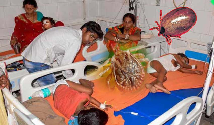 Scrub Typhus In HYD : హైదరాబాద్ లో వింత వ్యాధి..ఇళ్లల్లో ఉండే పురుగు వల్ల పిల్లలకు సోకుతున్న వ్యాధి Scrub Typhus In HYD : హైదరాబాద్ లో వింత వ్యాధి..ఇళ్లల్లో ఉండే పురుగు వల్ల పిల్లలకు సోకుతున్న వ్యాధి