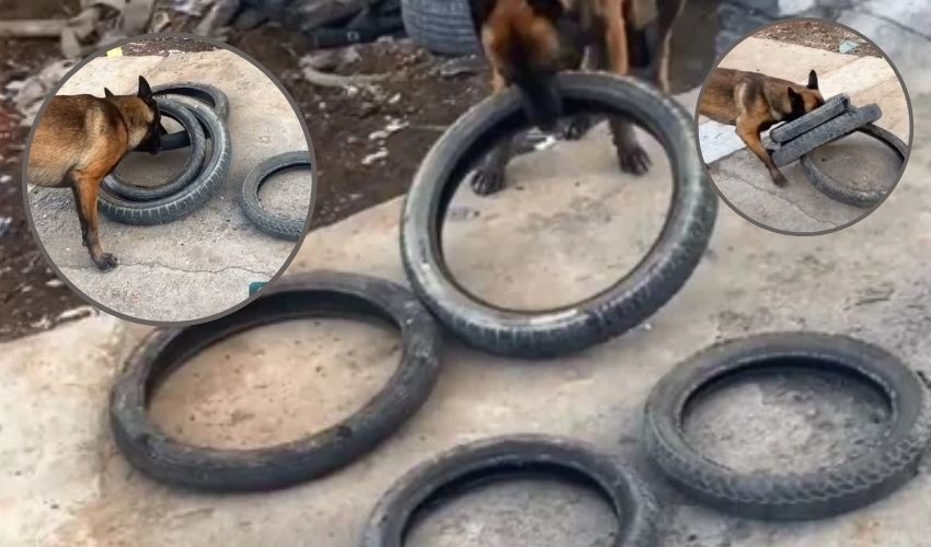 Smart Dog Finds A Way To Carry Four Tyres At Once While (1)