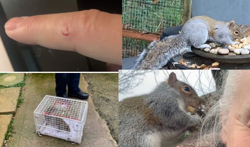 Squirrel Attack 18 people: ఉడతే కదాని ఊరుకుంటే 18 మందిని ఆసుపత్రికి పంపింది Squirrel Attack 18 people: ఉడతే కదాని ఊరుకుంటే 18 మందిని ఆసుపత్రికి పంపింది
