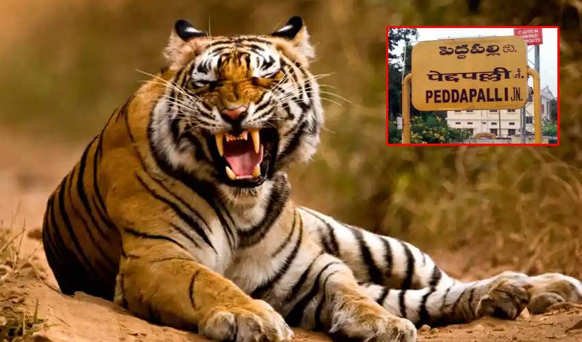 Tiger : గ్రామాల్లోకి వస్తున్న పులి.. హడలిపోతున్న ప్రజలు Tiger : గ్రామాల్లోకి వస్తున్న పులి.. హడలిపోతున్న ప్రజలు