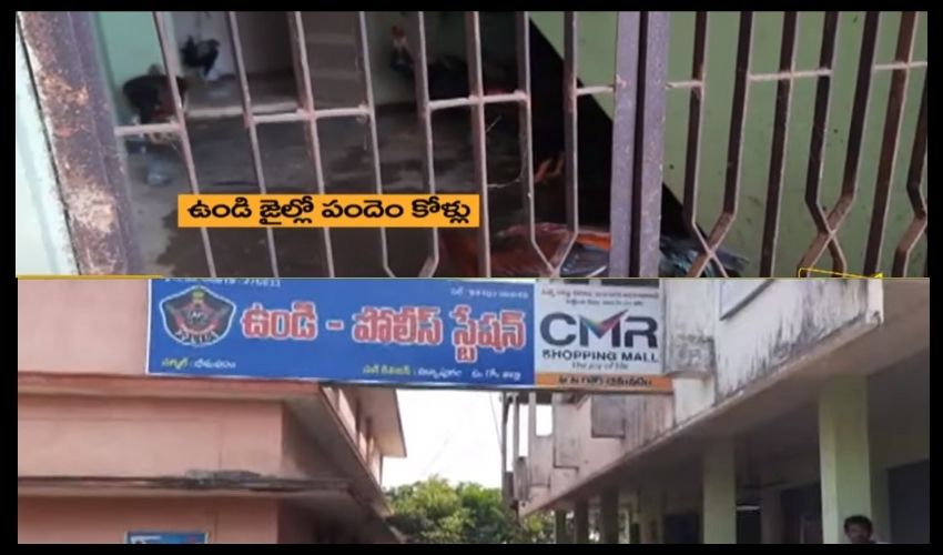 West Godavari : పందెం కోళ్ల అరెస్ట్..పది రోజులుగా జైల్లోనే… West Godavari : పందెం కోళ్ల అరెస్ట్..పది రోజులుగా జైల్లోనే…