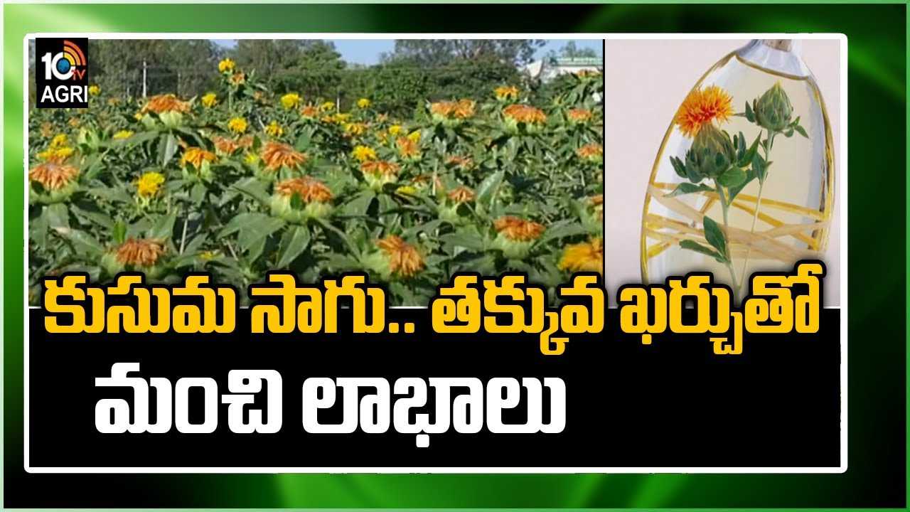 Kusuma Farming: కుసుమ సాగు.. తక్కువ ఖర్చుతో మంచి లాభాలు