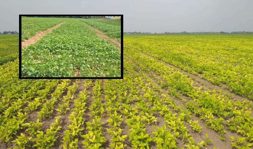 Black Gram : వేసవి అపరాల సాగులో తెగుళ్ళు… నివారణ Black Gram : వేసవి అపరాల సాగులో తెగుళ్ళు… నివారణ