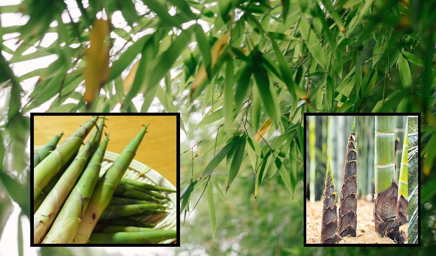 Bamboo Plants
