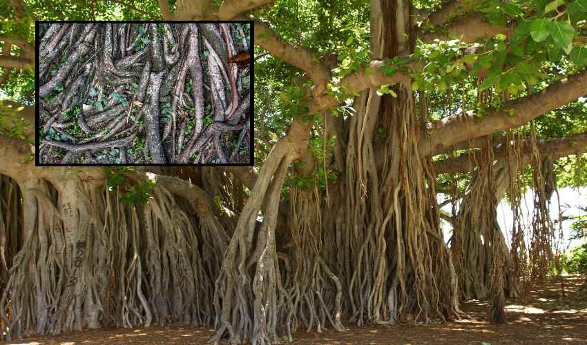 Banyan Tree