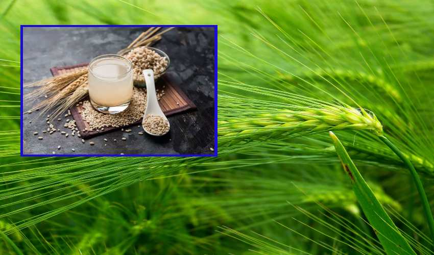 Barley Water : ఆరోగ్యానికి బార్లీ నీరు Barley Water : ఆరోగ్యానికి బార్లీ నీరు