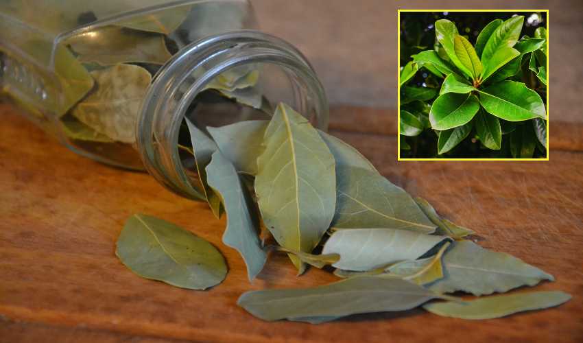 Biryani Leaf : బిర్యానీ ఆకుతో ఆరోగ్య ప్రయోజనాలు తెలుసా?.. Biryani Leaf : బిర్యానీ ఆకుతో ఆరోగ్య ప్రయోజనాలు తెలుసా?..