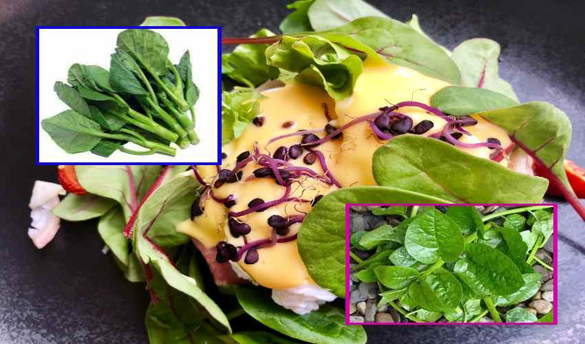 Nutritious Spinach : పోషకాల బచ్చలి…ఆరోగ్యానికి చేసే మేలెంతంటే? Nutritious Spinach : పోషకాల బచ్చలి…ఆరోగ్యానికి చేసే మేలెంతంటే?