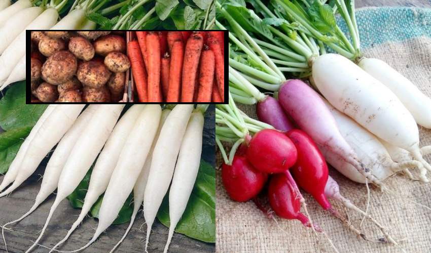 Vegetables : ఆరోగ్యానికి దుంపజాతి కూరగాయలు చేసే మేలు ఎంతంటే?.. Vegetables : ఆరోగ్యానికి దుంపజాతి కూరగాయలు చేసే మేలు ఎంతంటే?..