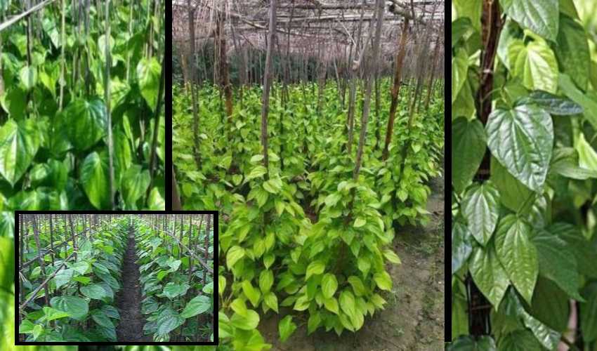 Betel Cultivation : తమలపాకు సాగులో చీడపీడలు, తెగుళ్ళు నివారణ Betel Cultivation : తమలపాకు సాగులో చీడపీడలు, తెగుళ్ళు నివారణ