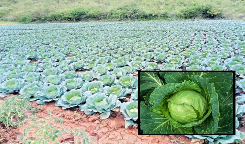 Cabbage Cultivation