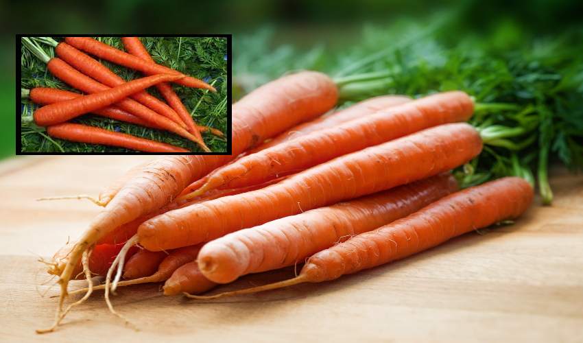 Carrot
