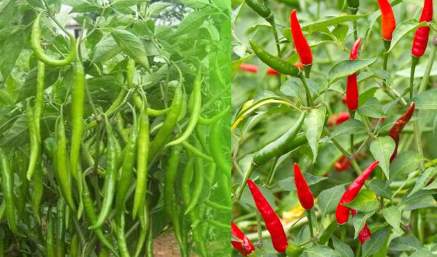 Chilli