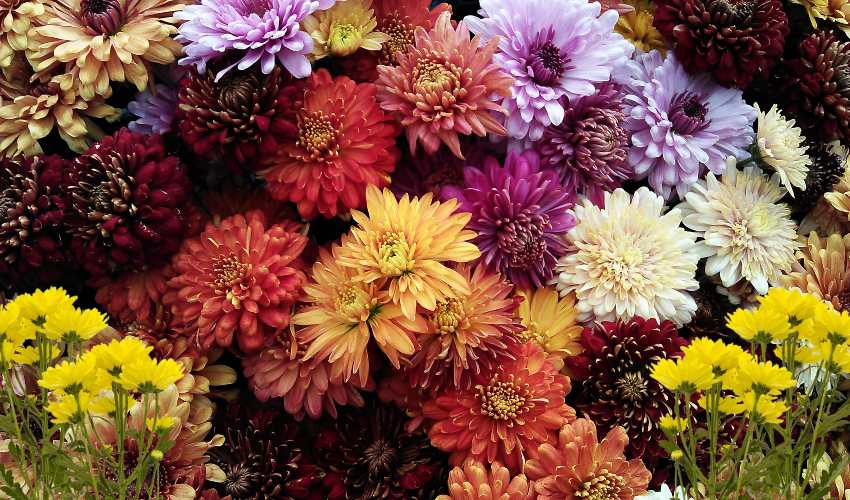 Chrysanthemum ; చామంతి సాగు మెళకువలు Chrysanthemum ; చామంతి సాగు మెళకువలు