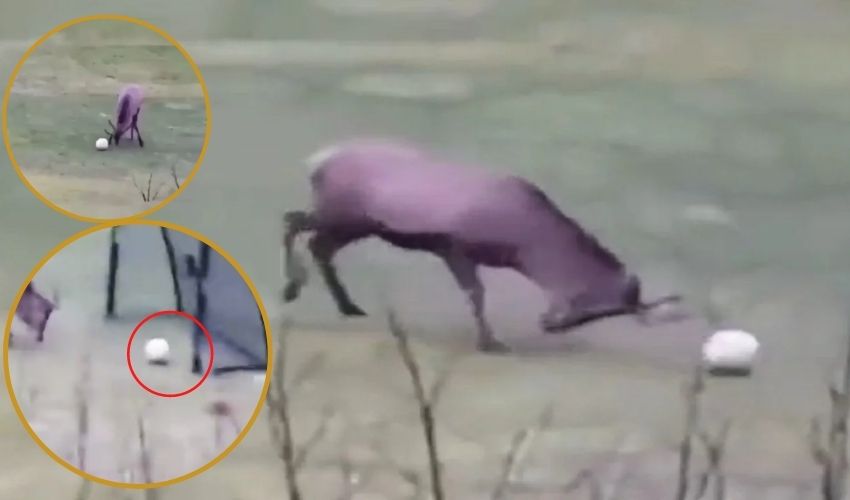 Deer Scoring Boll Goal