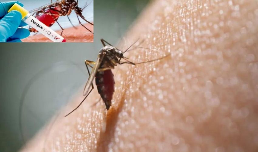 Dengue