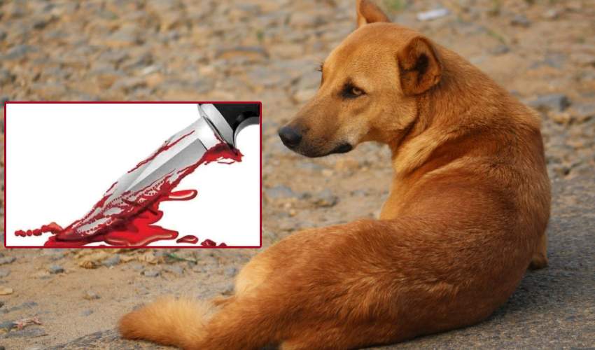 Dog Part