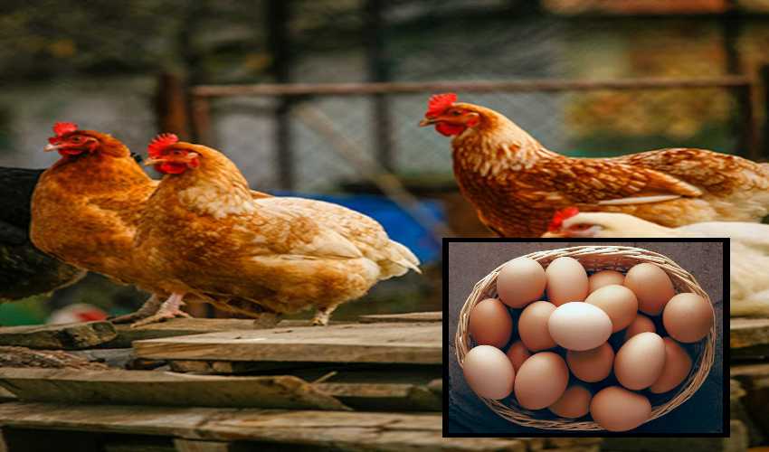 Natukodi Eggs : నాటుకోడి గుడ్డులో పోషకాలు అధికమా?… Natukodi Eggs : నాటుకోడి గుడ్డులో పోషకాలు అధికమా?…