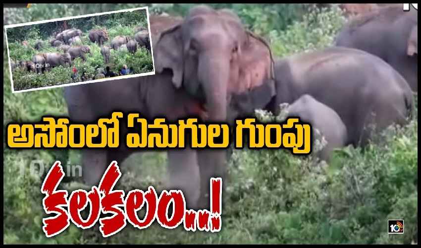 Elephants