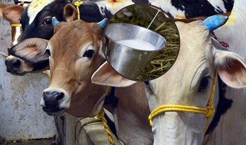 Farmer Gives Police Complaint On Cows For Not Giving Milk