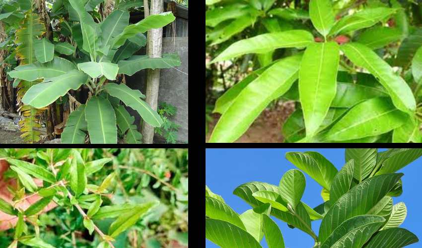 Fruits Leaves