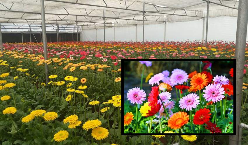 Gerbera Cultivation : జెర్బరా పూల సాగు లో యాజమాన్యం Gerbera Cultivation : జెర్బరా పూల సాగు లో యాజమాన్యం