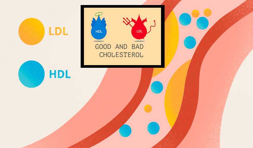 Hdl Cholesterol