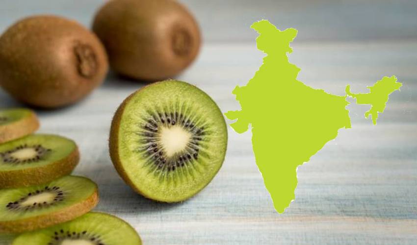 Kiwi Fruit: ఇరాన్కి నో చెప్పిన ఇండియా.. కివీ ఫ్రూట్ ఇక రాదు Kiwi Fruit: ఇరాన్కి నో చెప్పిన ఇండియా.. కివీ ఫ్రూట్ ఇక రాదు
