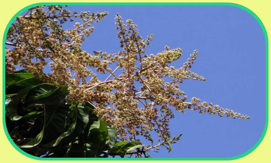 Mango Flowers