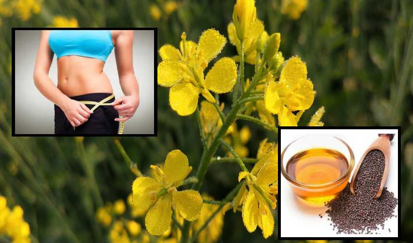 Mustard Oil : అవనూనెతో వంట…బరువు తగ్గటం సులువు Mustard Oil : అవనూనెతో వంట…బరువు తగ్గటం సులువు