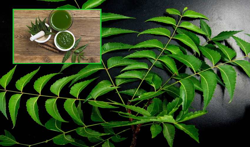 Neem Leaves : వేప ఆకులతో చర్మ వ్యాధులకు చెక్… Neem Leaves : వేప ఆకులతో చర్మ వ్యాధులకు చెక్…