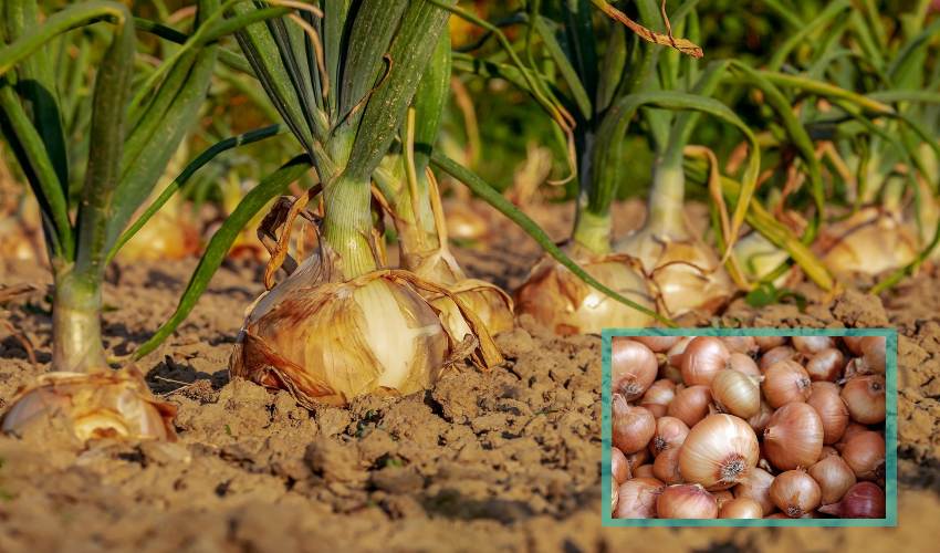 Onion Cultivation : ఉల్లిసాగులో.. మెళుకువలు Onion Cultivation : ఉల్లిసాగులో.. మెళుకువలు