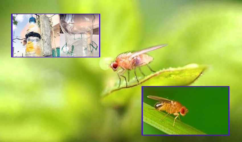 Fruit Flies : రైతులు పండు ఈగలకు చెక్ పెట్టే సులభమైన మార్గం.. Fruit Flies : రైతులు పండు ఈగలకు చెక్ పెట్టే సులభమైన మార్గం..