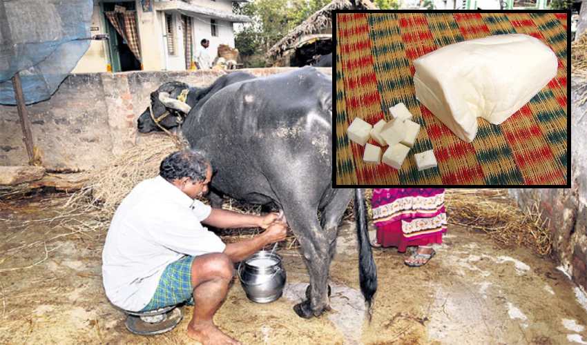 Paneer Production : పనీర్ తయారీతో పాడి రైతులకు అదనపు ఆదాయం Paneer Production : పనీర్ తయారీతో పాడి రైతులకు అదనపు ఆదాయం