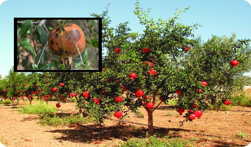 Pomegranate (1)