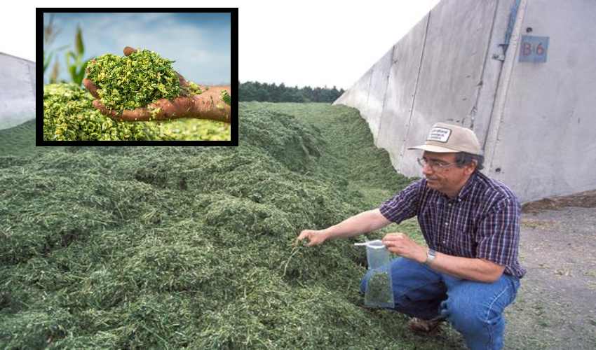 Silage : పాతర గడ్డితో గ్రాసం కొరతకు చెక్ Silage : పాతర గడ్డితో గ్రాసం కొరతకు చెక్