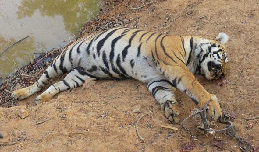 Tiger Died