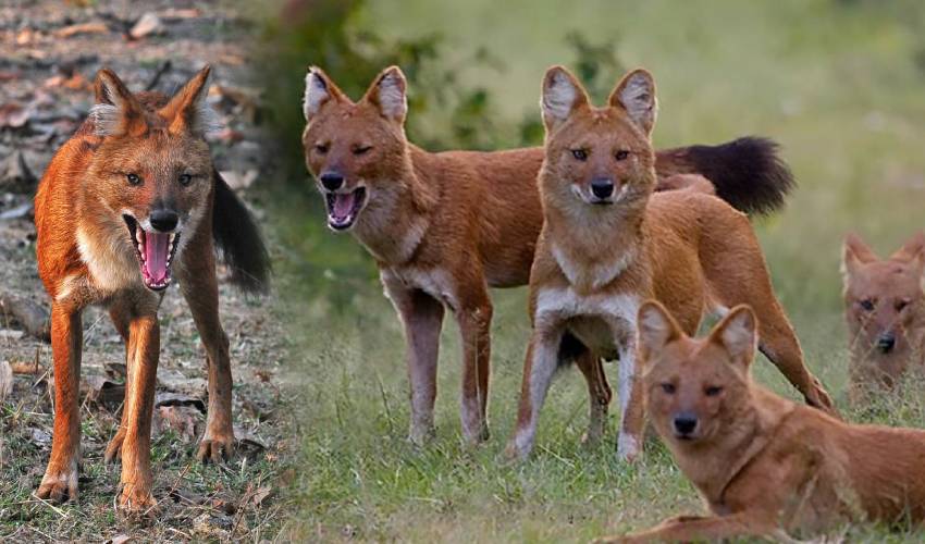 Wild Dogs