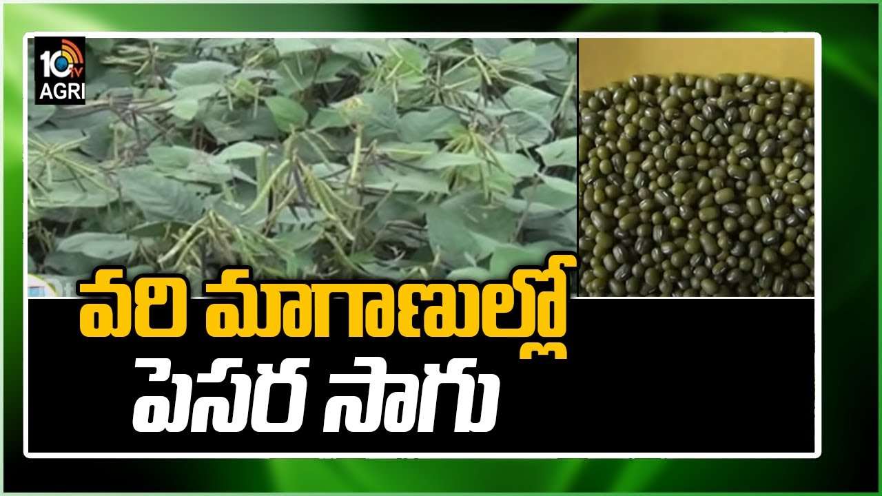 Pesara Farming: వరి మాగాణుల్లో పెసర సాగు