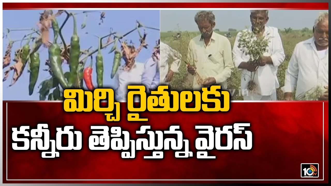 Chilly farmers: మిర్చి రైతులకు కన్నీరు తెప్పిస్తున్న వైరస్