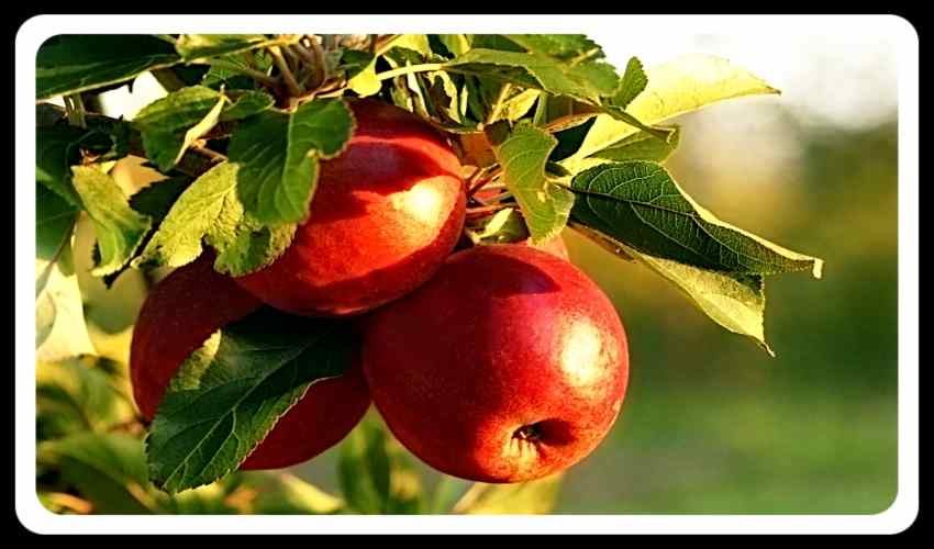 Apples (1)