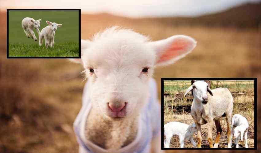 Baby Sheep