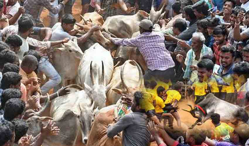 Jallikattu